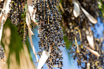 Cluster of acai berries, fruits of acai palm