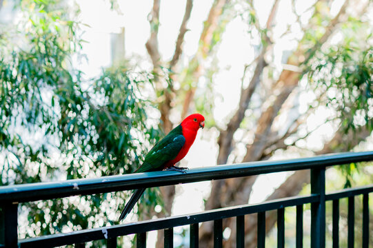 An australian king parrot perches on a balcony rail, framed by trees in the background