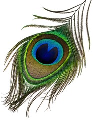 Obraz premium Isolated peacock feather with vibrant colors on white background