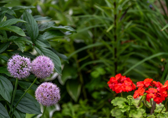 Prickly wildflowers on a summer day.