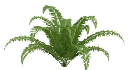 Isolated fern plant, lush tropical foliage, botanical species, verdant fronds, natural beauty
