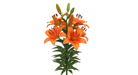 Isolated tiger lily bouquet of orange flowers with green stem and leaves plant decoration
