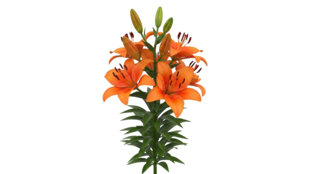 Isolated tiger lily bouquet of orange flowers with green stem and leaves plant decoration