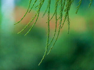 morning dew on a green leaf
