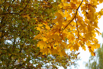 Autumn background. A maple branch with yellow leaves against the sky.