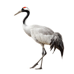 Obraz premium Elegant Crane Bird Isolated on White Background for Graphic Design Projects