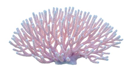 Pink coral illustration isolated on white background for educational or design projects