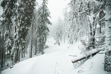 winter wonderland with snowy fir trees in the mountains