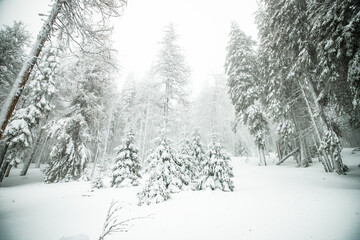 winter wonderland with snowy fir trees in the mountains