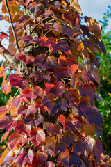 Leaves red color. Nature in fall season. Fall season weather. Red autumn leaf natural background. Autumn nature. Red tree leaves. Seasonal autumnal tree. November color. Autumn red leaves