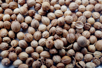 Dried coriander seeds spice for cooking and seasoning