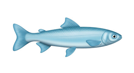 Isolated bluish fish with scales and fins swimming aquatic, a freshwater or saltwater species