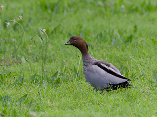 Fototapeta premium Male Australian Wood Duck, Maned Duck or Maned Goose (Chenonetta jubata) grazing on lush green grass. 