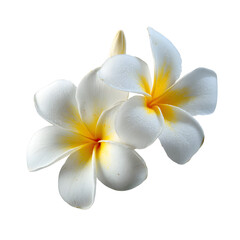 Obraz premium Elegant Two White Plumeria Flowers with Yellow Centers Close-up Image