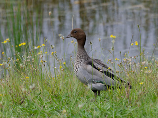 Australian wood duck, maned duck or maned goose (Chenonetta jubata) standing in long grass with yellow daisies and water in background.