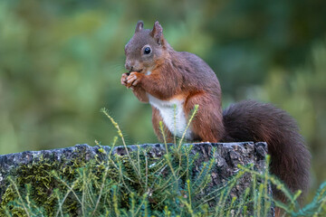 Red Squirrel eating nut on mossy tree stump with blurred forest background
