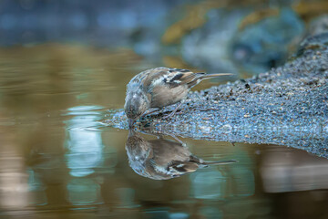 Small bird drinking at water edge with clear reflection and soft forest background
