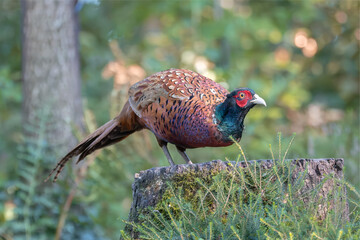 Colorful Pheasant standing on forest tree stump with blurred woodland background
