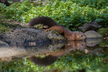 Red Squirrel stretched over rock drinking from forest pond with clear reflection
