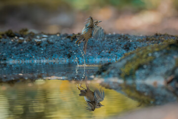 Small bird in mid-air above calm water with clear reflection and forest background
