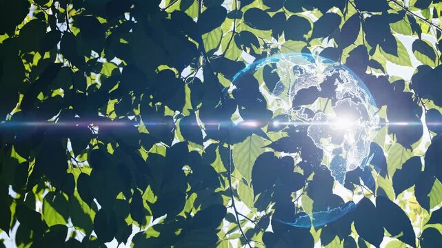Aerial view of sunlight filtering through lush green leaves, creating a serene and natural atmosphere. Ideal for nature-themed video content.