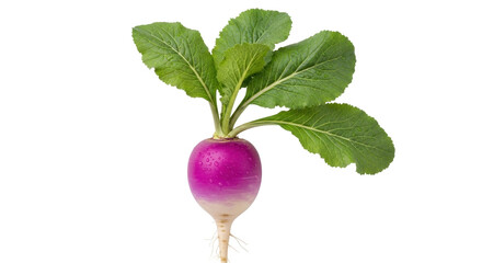 Isolated, a turnip, purple, with green leaves, a beautiful crop of fresh produce with skin