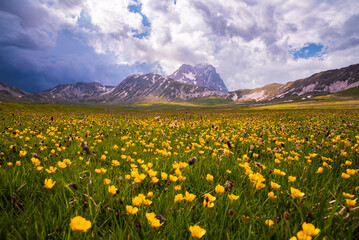 Field of yellow wild flowers in summer in mountain