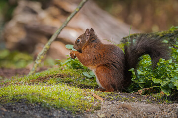 Red Squirrel eating on mossy forest floor with natural woodland background
