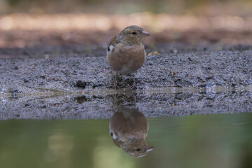 Small songbird perched above water with clear reflection and soft forest background

