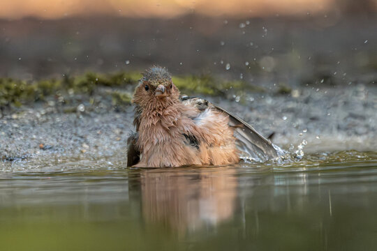 Small songbird bathing in shallow water with splashing droplets and blurred forest background
