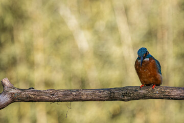 Colorful songbird with blue head and reddish chest perched on tree branch in forest
