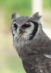 A Great Horned Owl (Varro) was brought here for flight training in Bangkok, Thailand. Photo taken on September 25, 2025.