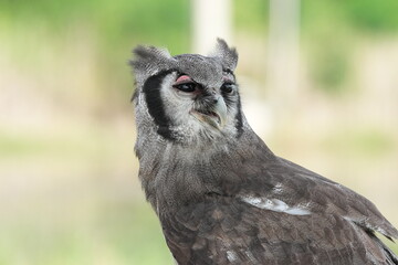 A Great Horned Owl (Varro) was brought here for flight training in Bangkok, Thailand. Photo taken on September 25, 2025.