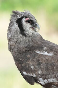 A Great Horned Owl (Varro) was brought here for flight training in Bangkok, Thailand. Photo taken on September 25, 2025.