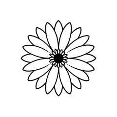 Outline drawing of a daisy flower on transparent background silhouette