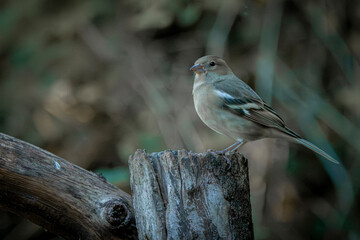 Small songbird with brown plumage perched on weathered tree stump in forest