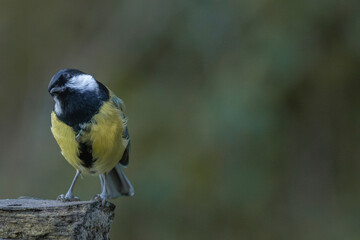 Great Tit perched on wood with curious posture and soft forest background
