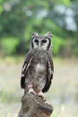 A Great Horned Owl (Varro) was brought here for flight training in Bangkok, Thailand. Photo taken on September 25, 2025.
