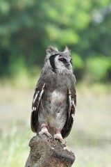 A Great Horned Owl (Varro) was brought here for flight training in Bangkok, Thailand. Photo taken on September 25, 2025.