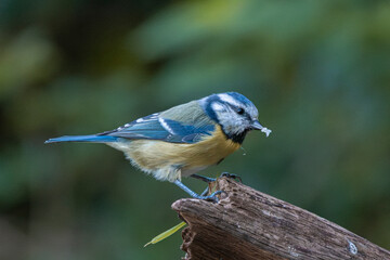 Eurasian Blue Tit holding food while perched on wood with soft background