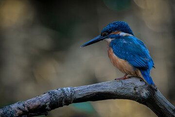 Kingfisher perched on curved branch with vibrant plumage and soft bokeh background