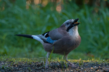Eurasian Jay standing on grass with open beak and blurred foliage background