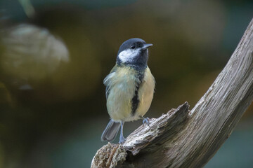 Great Tit perched on wood with blurred background