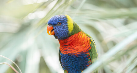Rainbow Lorikeet close-up with vivid plumage and green foliage background