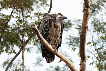 Vulture perched on tree branch with light trunk and forest background