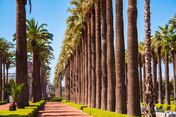 Beautiful park with palm trees in Casablanca city, Morocco