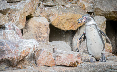 Humboldt penguin standing on rocky surface with stone wall background