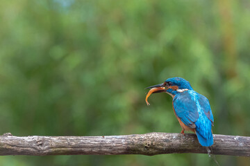 Kingfisher holding fish on tree branch in lush forest setting