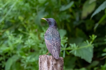 European starling perched on weathered wooden post with green background