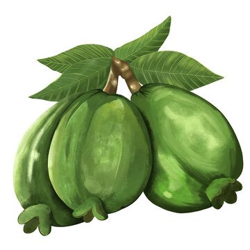 Watercolor Guava Fruit Illustration